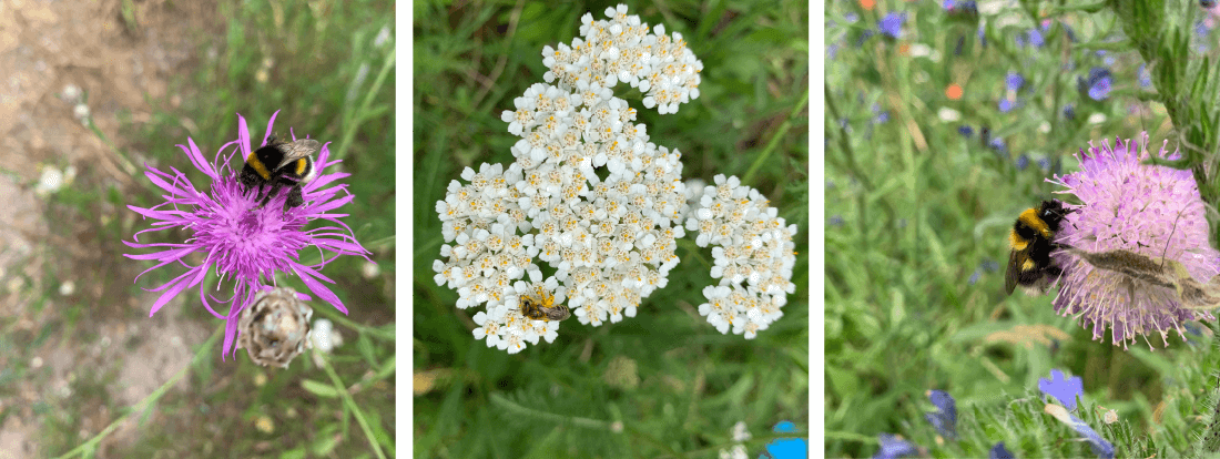 Tre forskellige blomster-hoveder med besøg af hver sin art af bier.