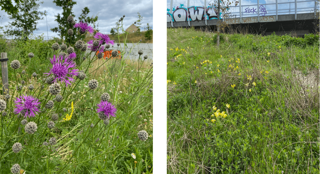 Blomstrende urteagtige planter på vejskråninger med unge egetræer i baggrunden