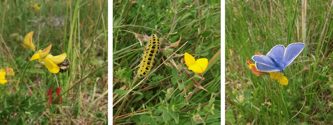 Tre billeder af gul blomst (kællingetand) med hhv. bi, larve og sommerfugl