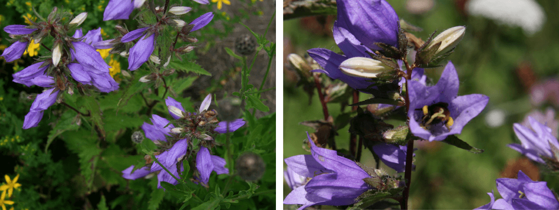 To billeder med buskede lilla klokkeblomster - nældeklokke