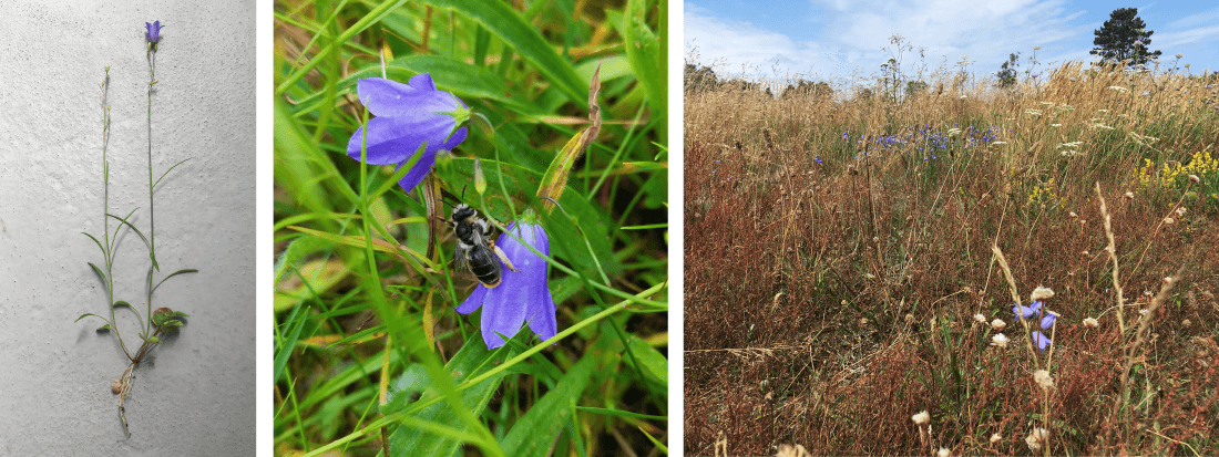 Tre billeder: lyslilla klokkeblomst (liden klokke) på lang stænget, blomsterhoveder med bi, langt brunligt græs med spredte blomster i naturområde