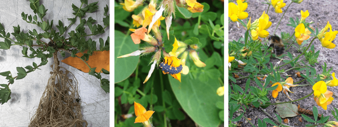 Tre billeder af kællingetand. Til venstre: rod, midt og til højre: insekter i gul blomst (kællingetand)