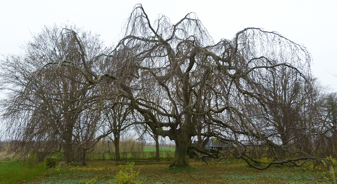 Hængebøg vinterfoto hvor de mange grene ses.