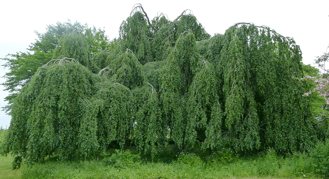 Hængebøg med bred krone sommerfoto