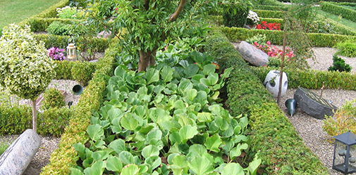 Kistegravsteder kan omdannes til urnegravsteder med fællesbeplantning ved baghækken. På den måde bevares kirkegårdens grønne grundstruktur. Foto: Charlotte Skibsted