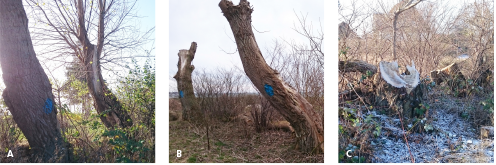 To gamle stynede popler, som har været hule i mere end 50 år (A). En blå markering på stammerne indikerede, at de var under opsyn som risikotræer. Forvaltningen havde til hensigt at bevare dem og foretog en genstyning (B). Men da vinterens fældning af træer løb af stablen, røg poplerne med ved en fejl (C). Manglende opmærksomhed og instruktion medførte et helt unødvendigt tab af biodiversitet. Et påmalet B for Bevaring eller Biodiversitet kunne måske have hindret fejltagelsen. Fotos: Hans Peter Ravn