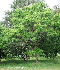 Korktræ er et træ med tidligt løvfald. Det er især vigtigt, hvis gravstederne under træet skal granpyntes eller grandækkes.