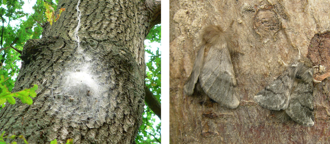 Billede til venstre: Egeprocessionsspinderens rede, der består af tæt spind på træstamme. Højre billede: Stor han-natsværmer og lidt mindre hun-natsværmer af egeprocessionsspinder