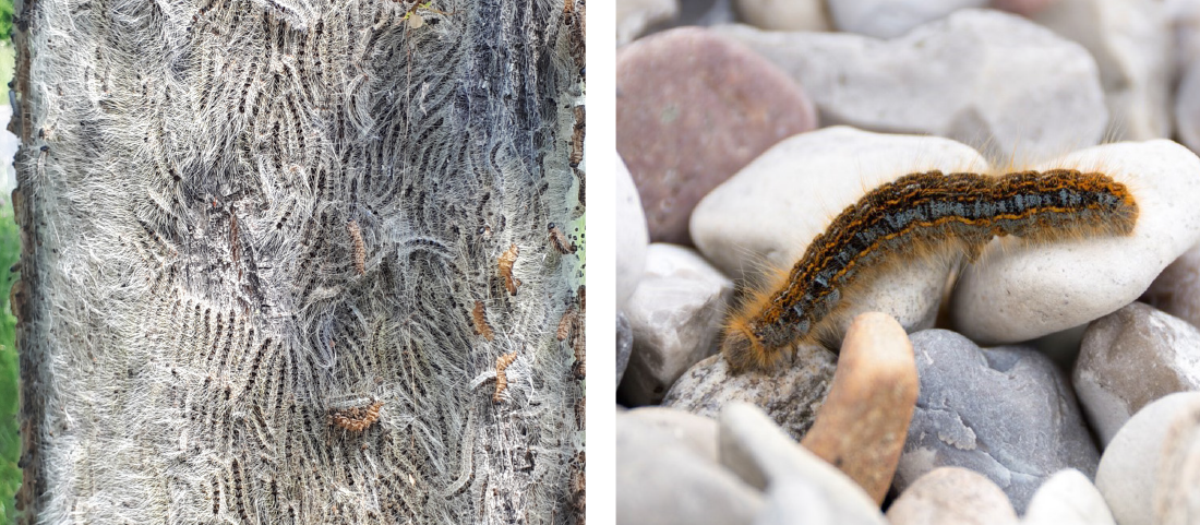 Træstamme dækket af larver af egesprocessionsspinder med meget lange hvide hår (t.v.); Larve af strandingsspinder på strandsten (t.h.)