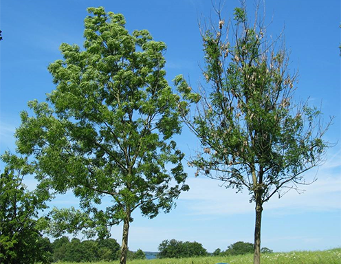 Figur 5a. To vejtræer i Nordsjælland juni 2009.
