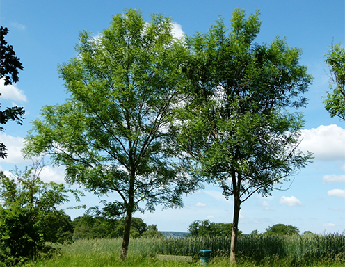 Figur 5b. To vejtræer i Nordsjælland juni 2013. Træet til højre havde kraftige symptomer på asketoptørre i 2009 (figur 5a), men fire år efter ser det lige så godt ud som træet til venstre, der aldrig har haft angreb. Imidlertid er kronen hovedsageligt dannet af vanris, og træet er stresset af angrebet. Fotos: Iben M. Thomsen