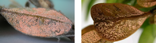 Volutella buxi danner karakteristiske lyserøde til hudfarvede sporepuder på undersiden af buksbomblade. Fotos: Venche Talgø