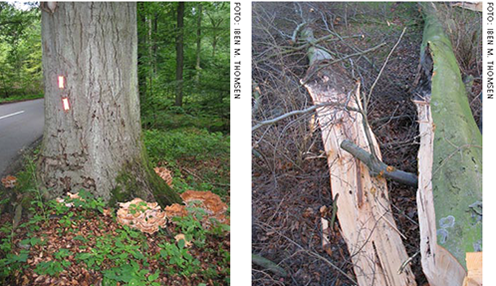 Svampeangrebet træ til venstre og flækket tvege til højre