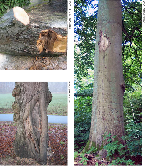 Eksempler på barkskader på træer