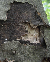 Afskallende bark på ær med rester af sorte sporepuder af Cryptostroma corticale. Foto: Ivana Kelnarová