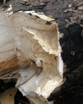 C. corticale angreb i ahorn har medført hvidmuld i stammen, så træet er knækket. Foto: Jens Dietrich