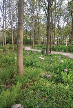 På skovkirkegården Birkholm i Herlev holdes der 1-2 meters afstand til egetræerne ved salg af urnegravsteder. Arealet trænger allerede til tynding, og det ville være optimalt at frede en større zone omkring de træer, man regner med skal holde de næste 100 år. Foto venligst udlånt af skovkirkegården Birkholm