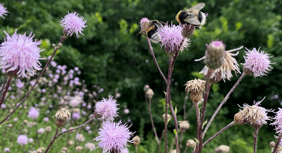 Blomster af agertidsel med bier