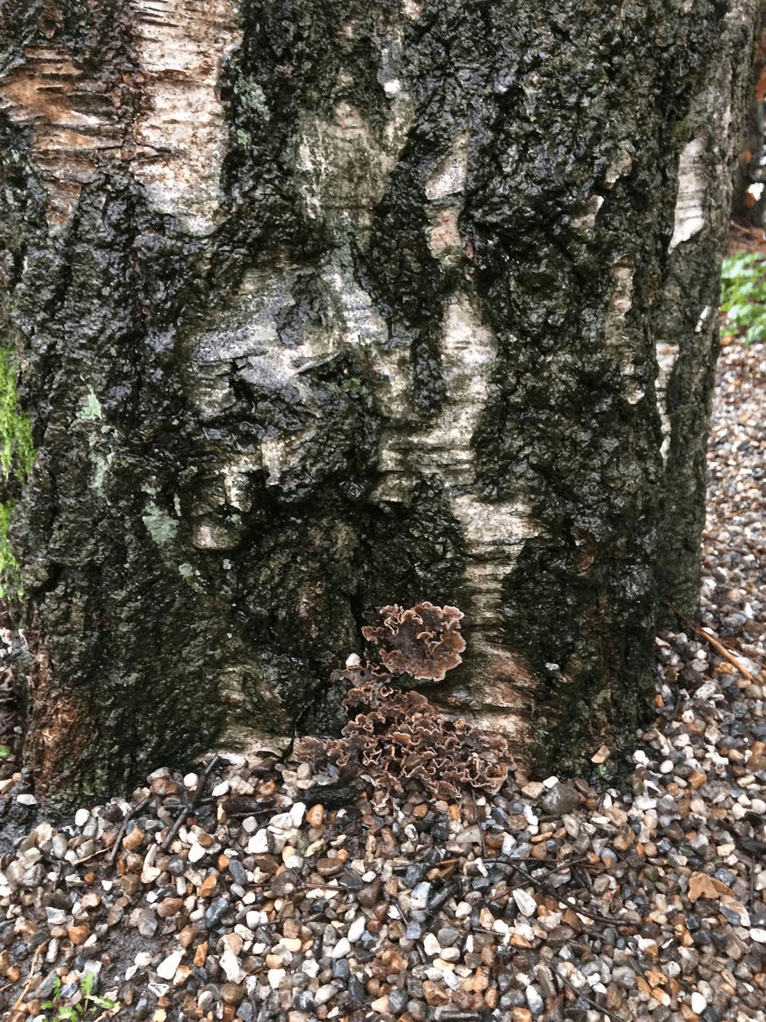 Purpurlædersvamp på birk