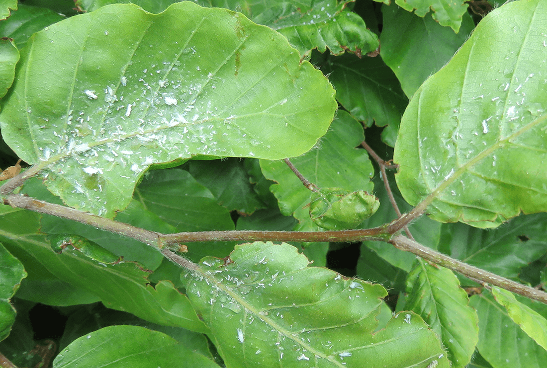 hvide bladlus på bøgblade