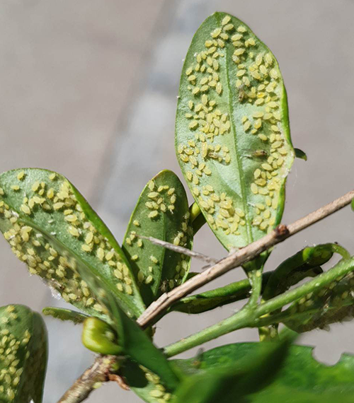 gule bladlus på undersiden af blade