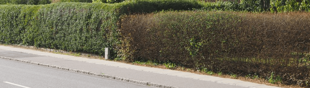 ligusterhække på villavej