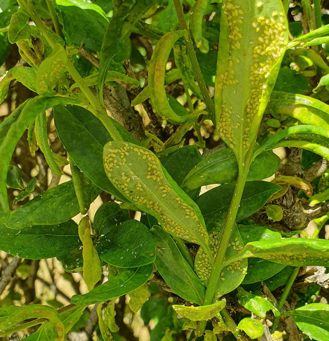 gule ligusterbladlus på bladundersider