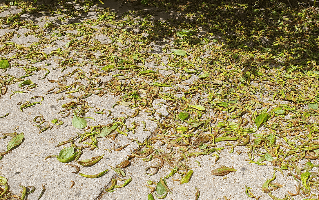 Blade på fliser ved ligusterhæk