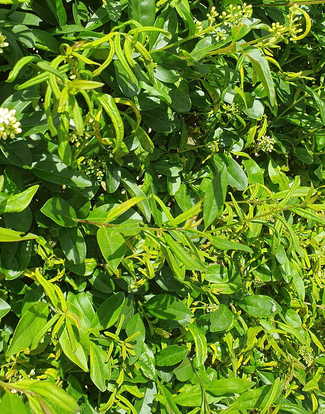 liguster med bladlus