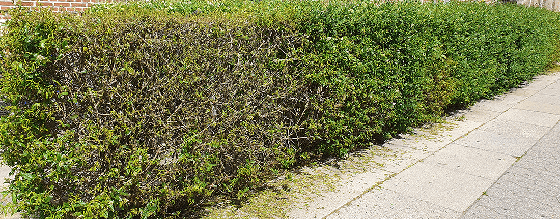 ligusterhæk med bladtab