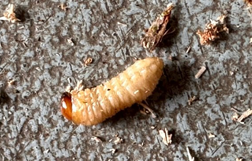 Snudebillelarve set fra siden