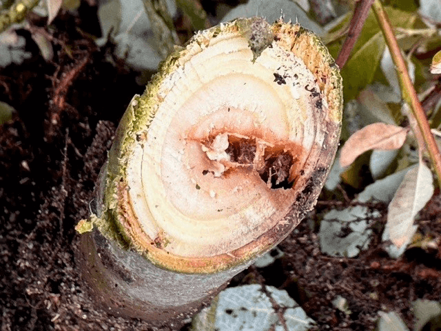 Hul i stammen af ung pil set i tværsnit