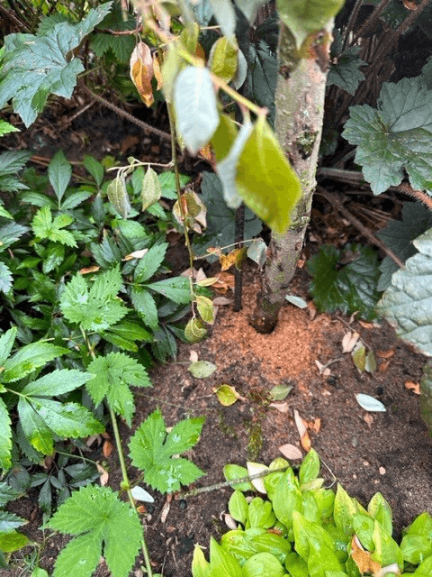 Tynd pilestamme med smuld ved basis