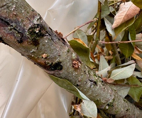 Stamme med skader i barken