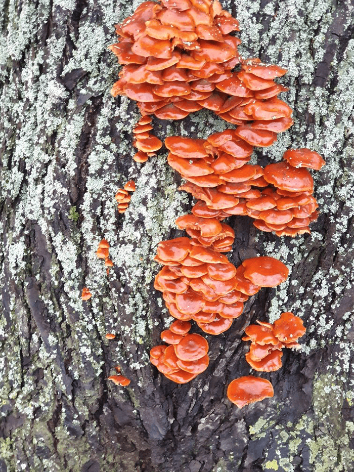 Orange svampe på lind