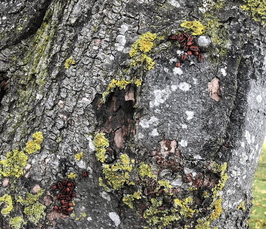 røde og sorte ildtæger