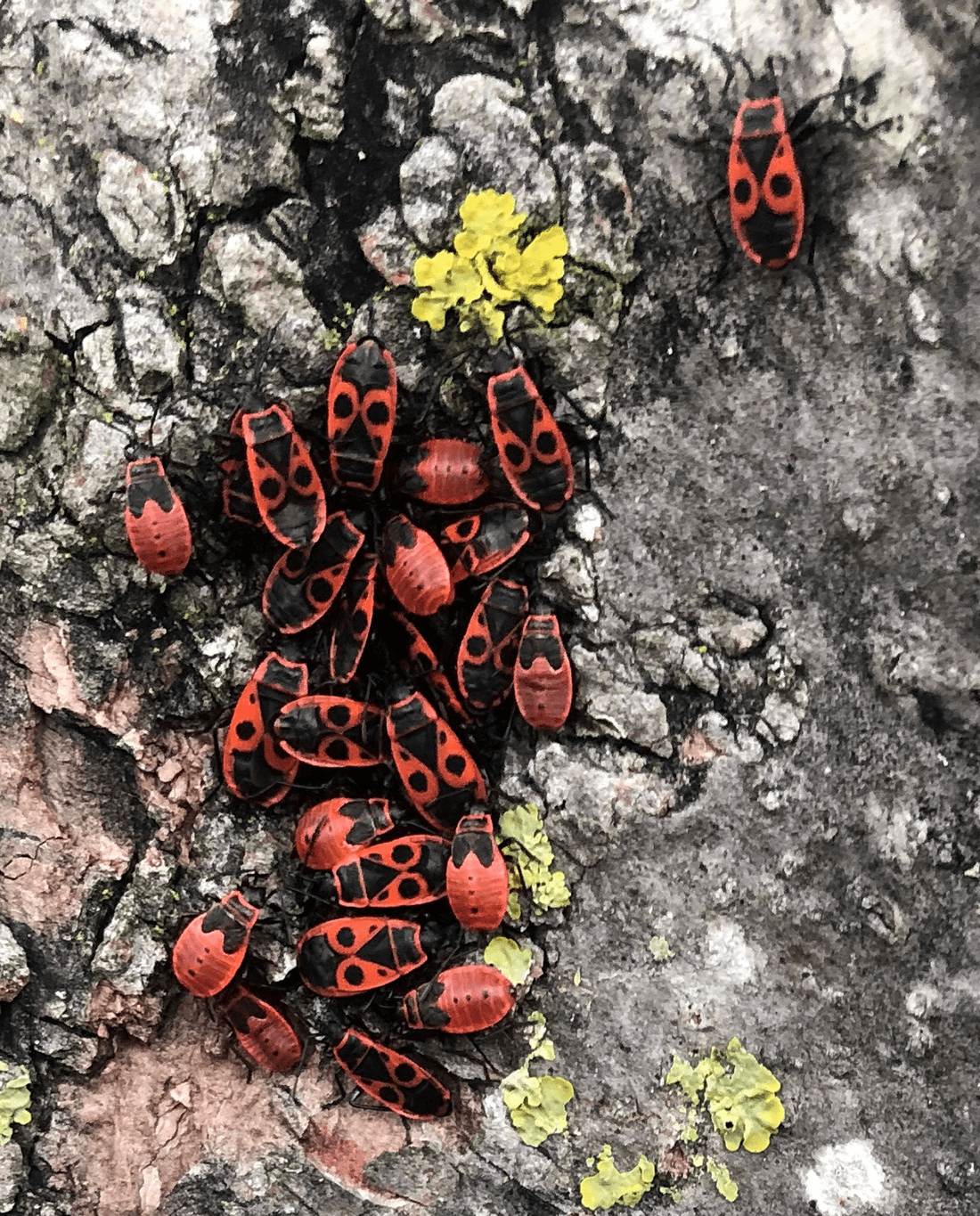 røde ildtæger på bark