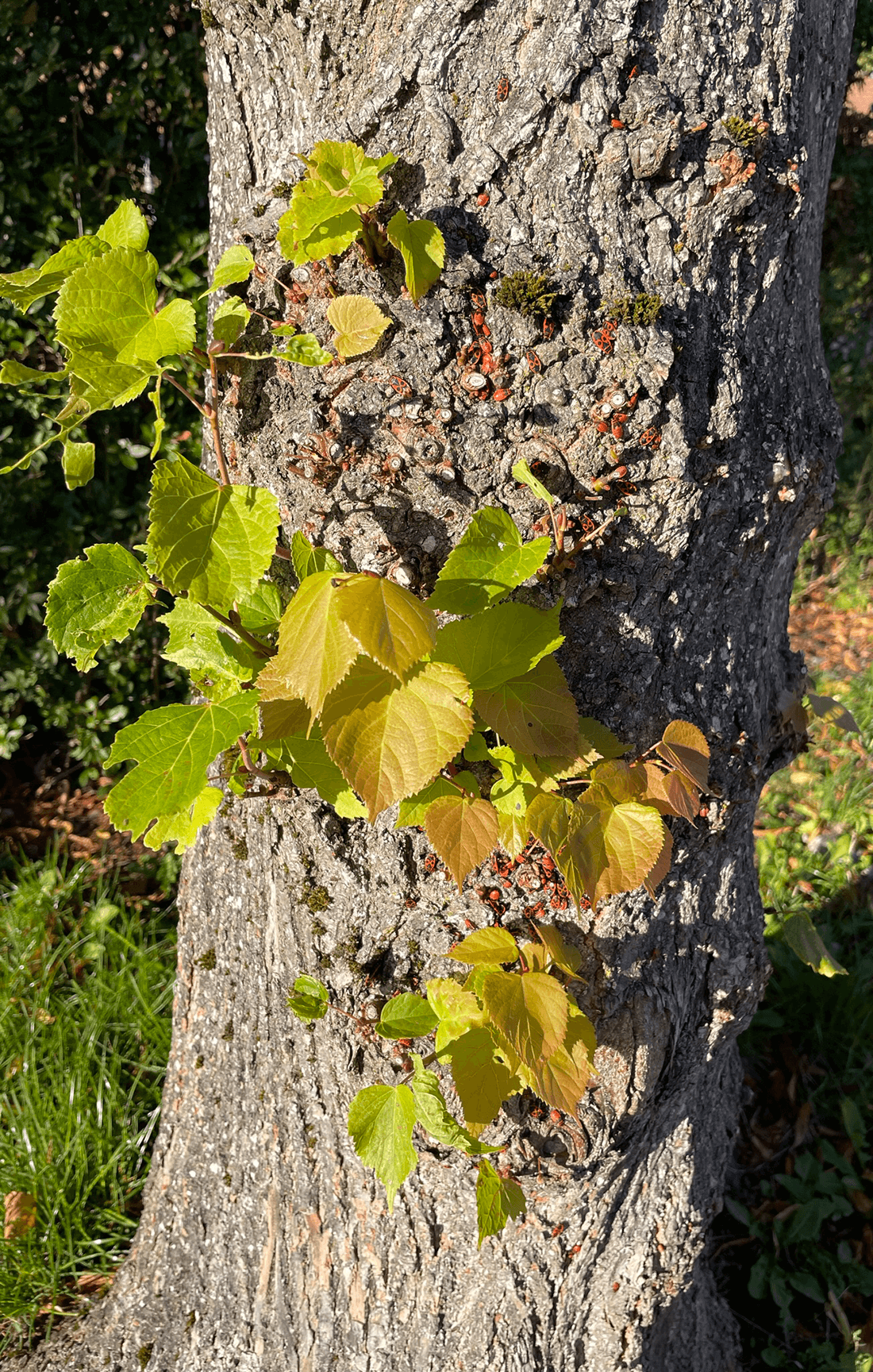 lindestamme med ilstæger