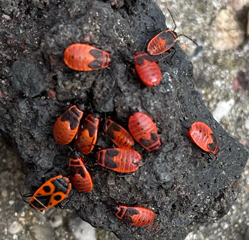 nærbillede af ildtæger