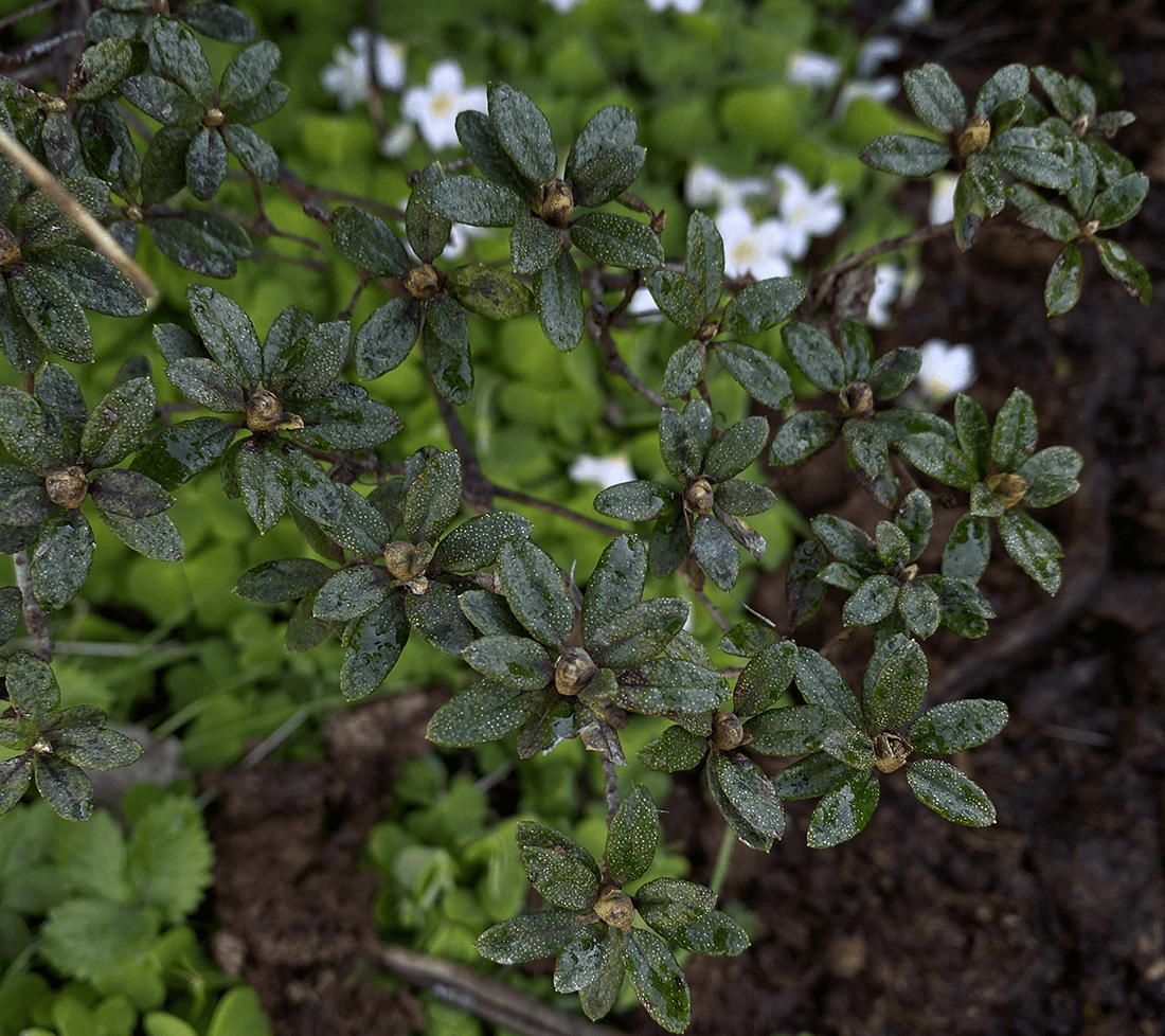 sunde blade på rhododendron plante