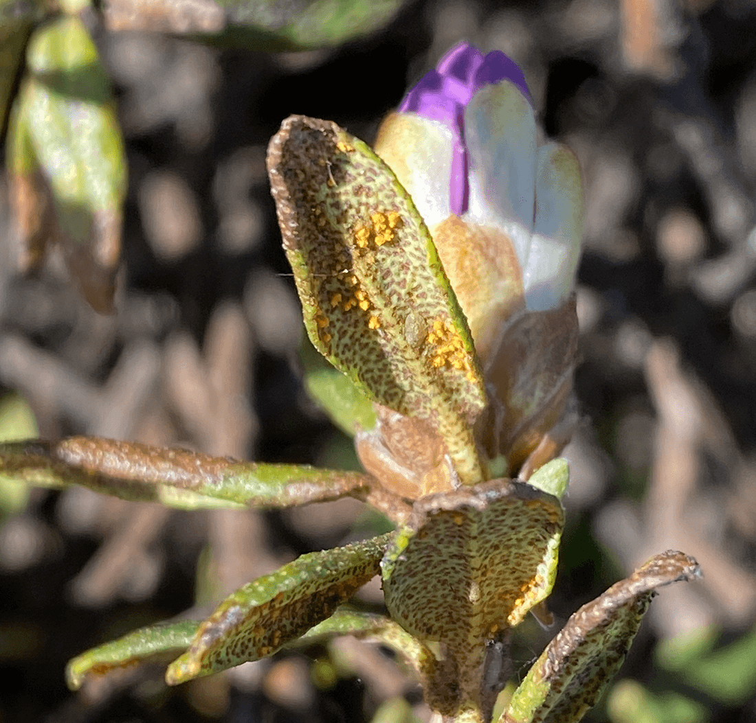 gule rustsporer på undersiden af blade