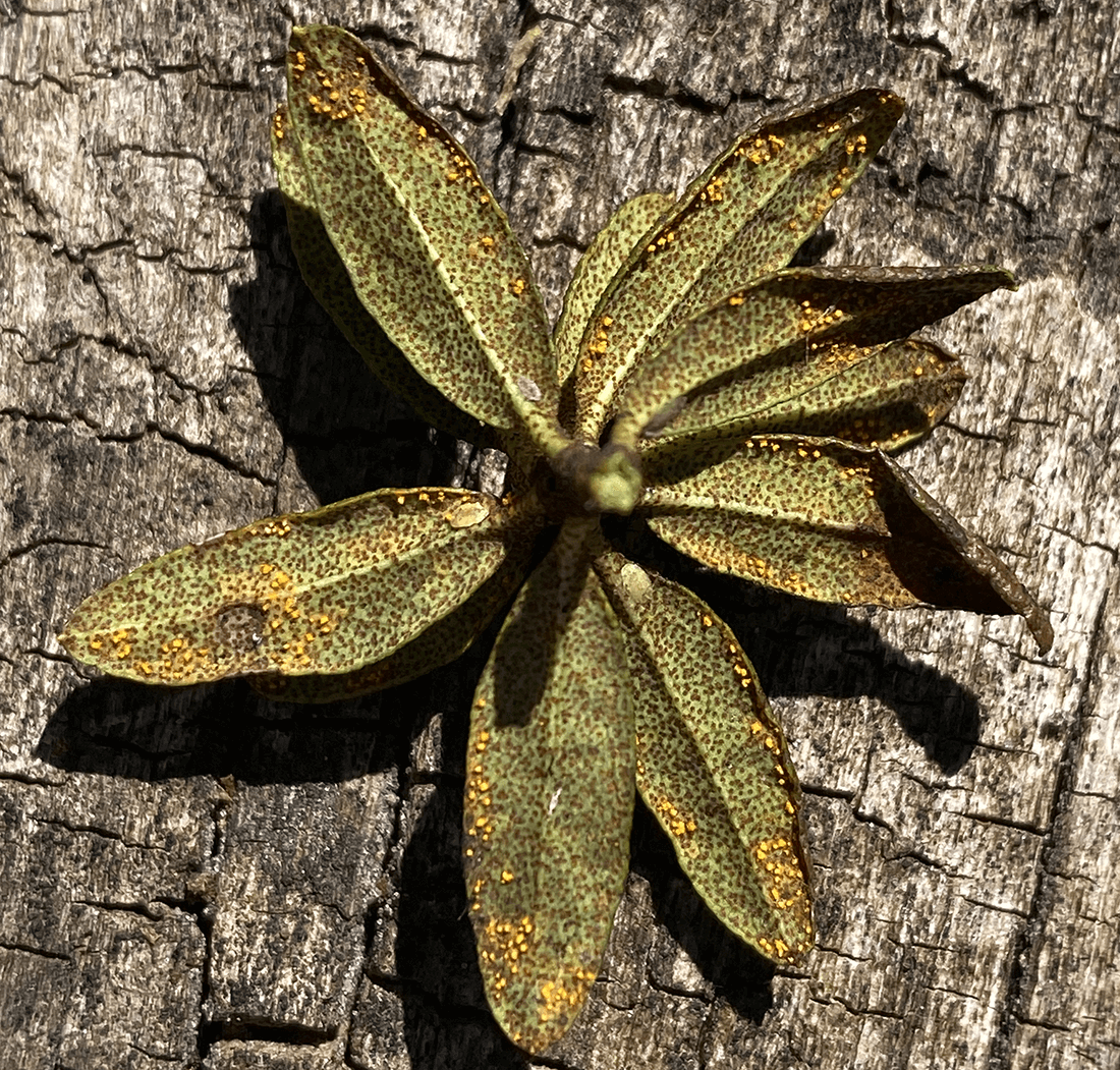 gule sporer på bladundersider