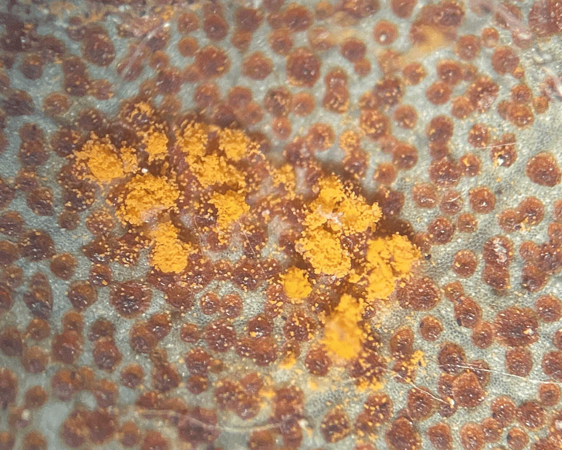 nærbillede af gule sporehobe