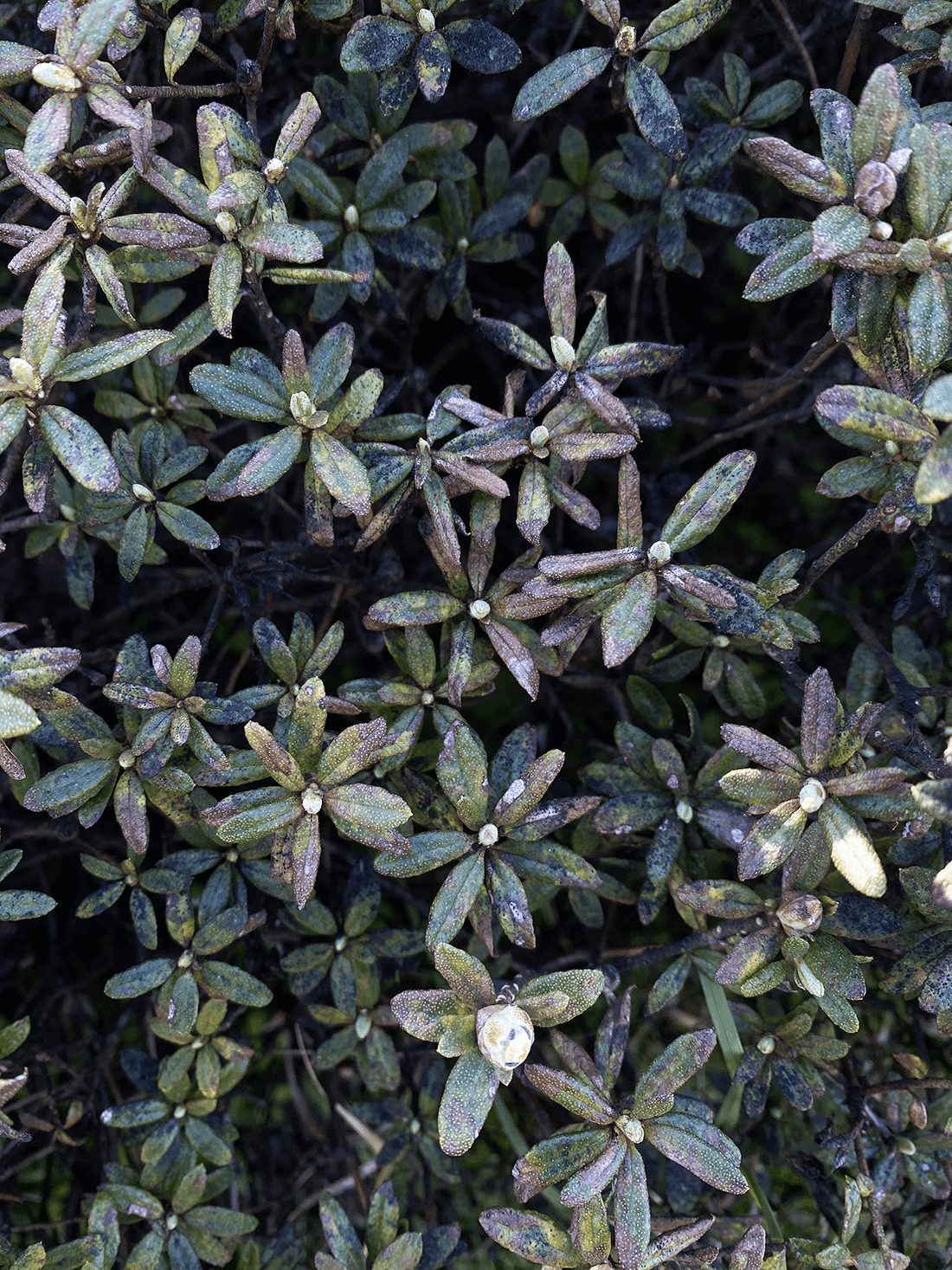 Misfarvninger på bladoversider