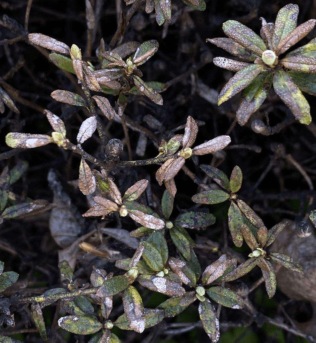 brune pletter på blade med rustangreb