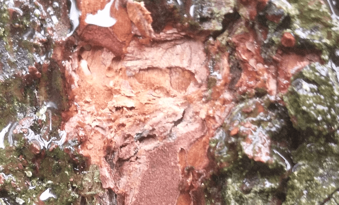 To hvide larver i inderbark