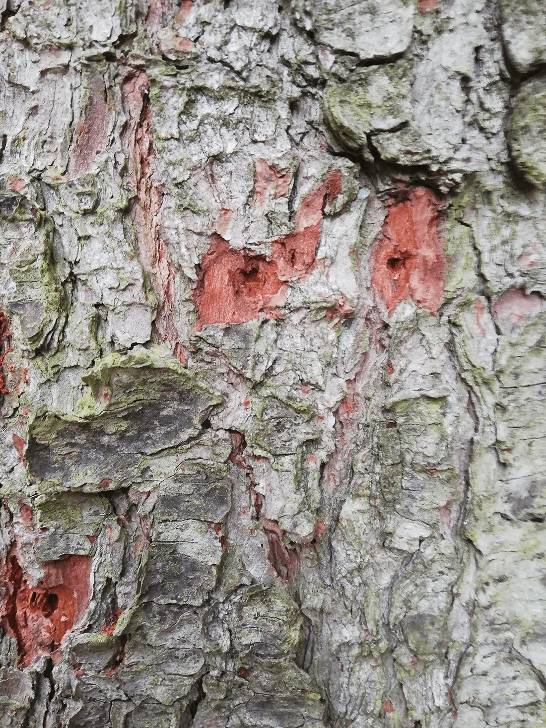 Tre huller i stammebark på silkefyr