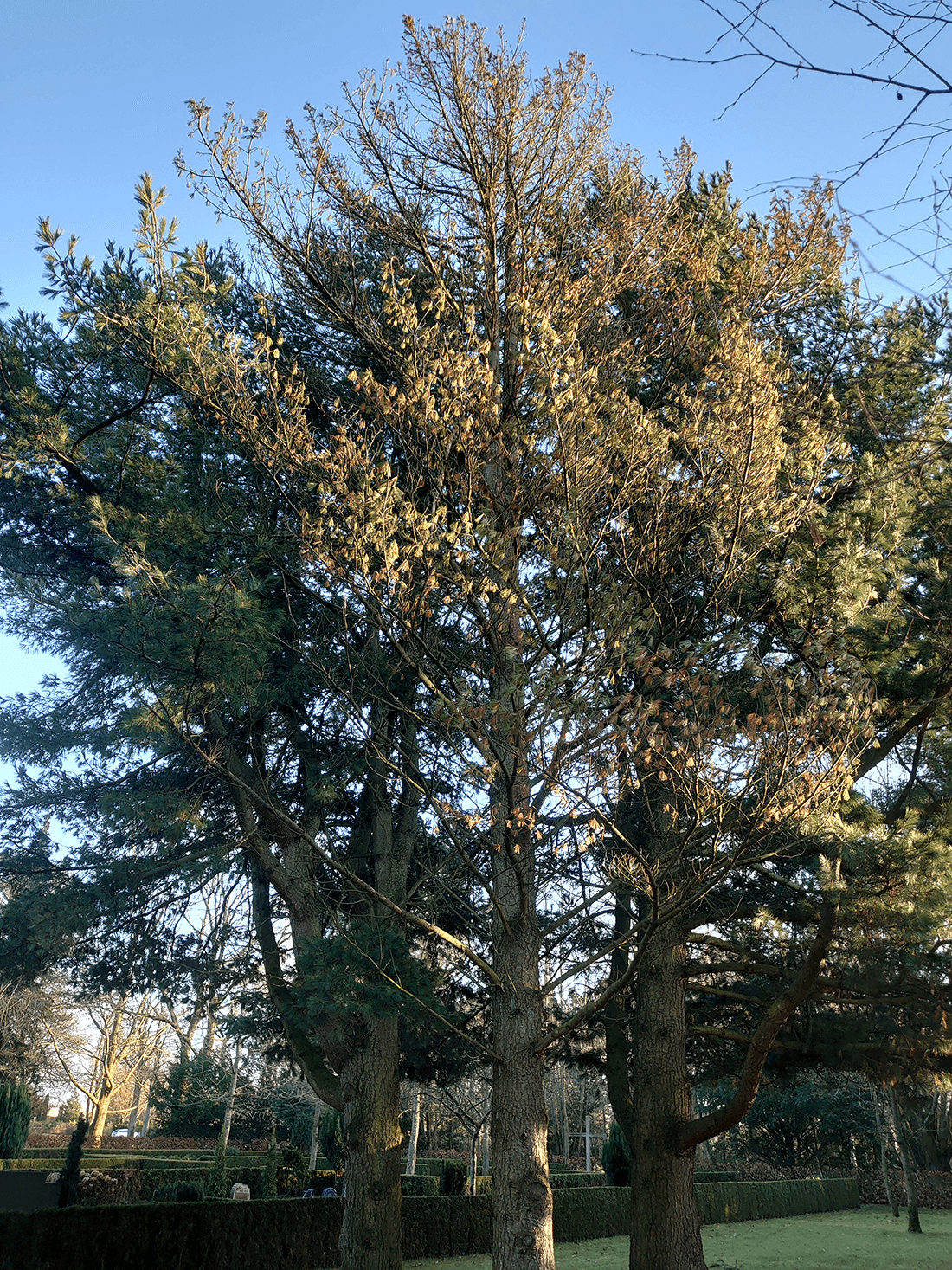 Vissen silkefyr foran to grønne silkefyr