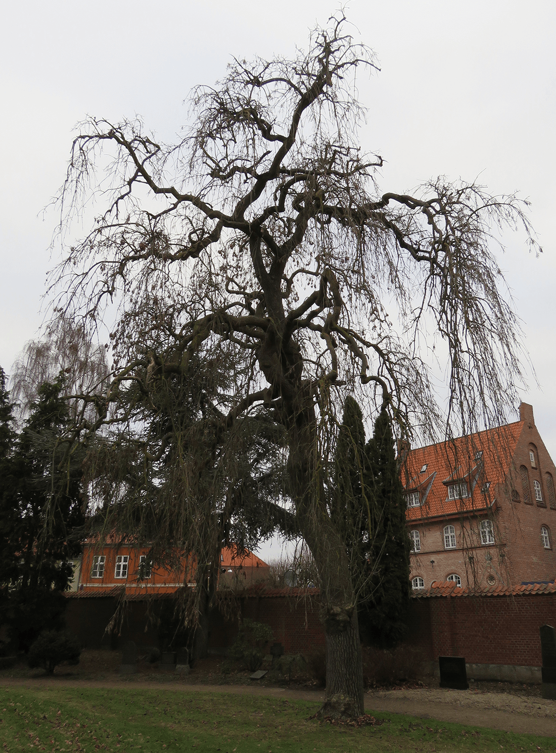 Hængeask om vinteren