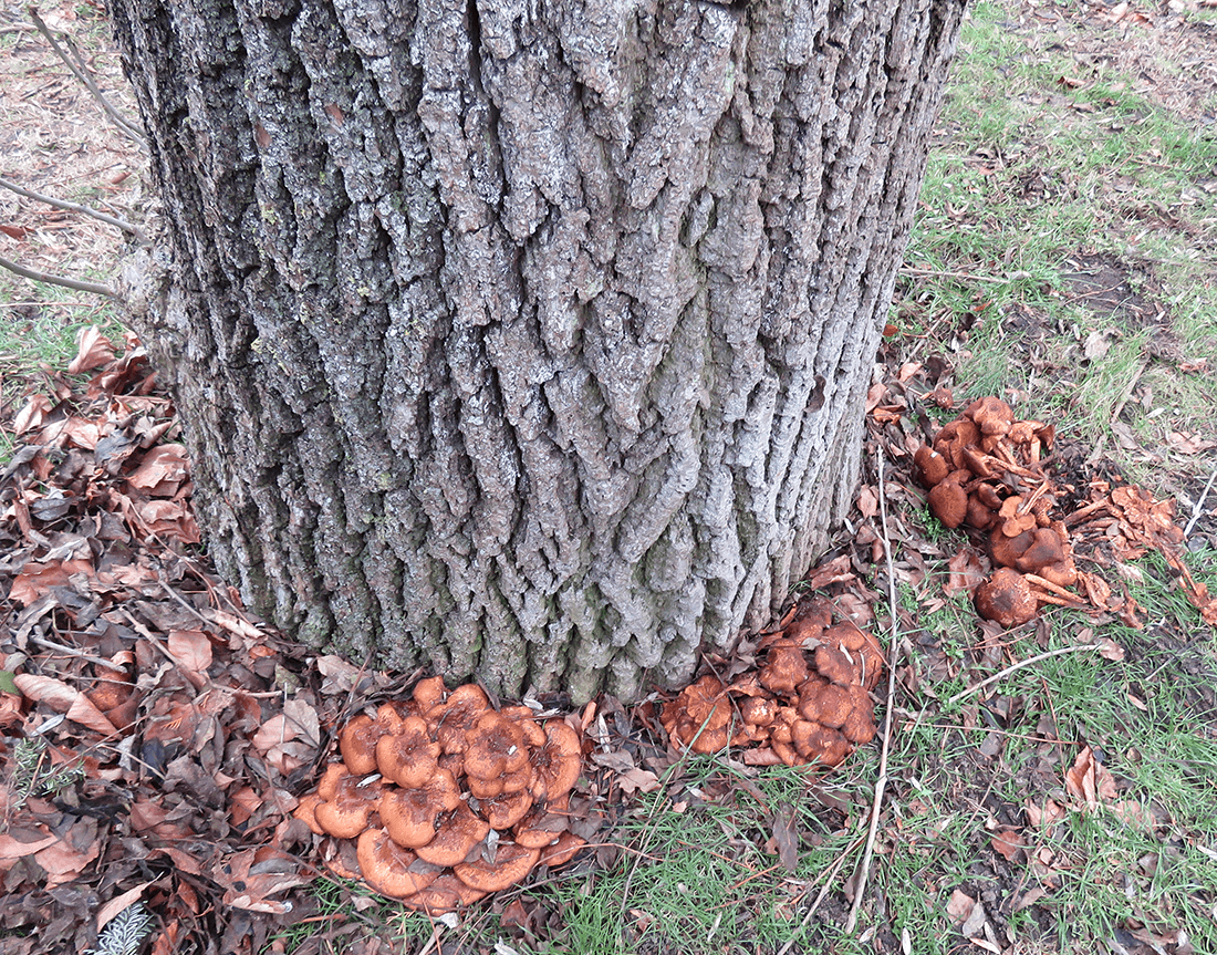 Paddehatte rundt om askens stamme